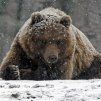 Бурый медведь
